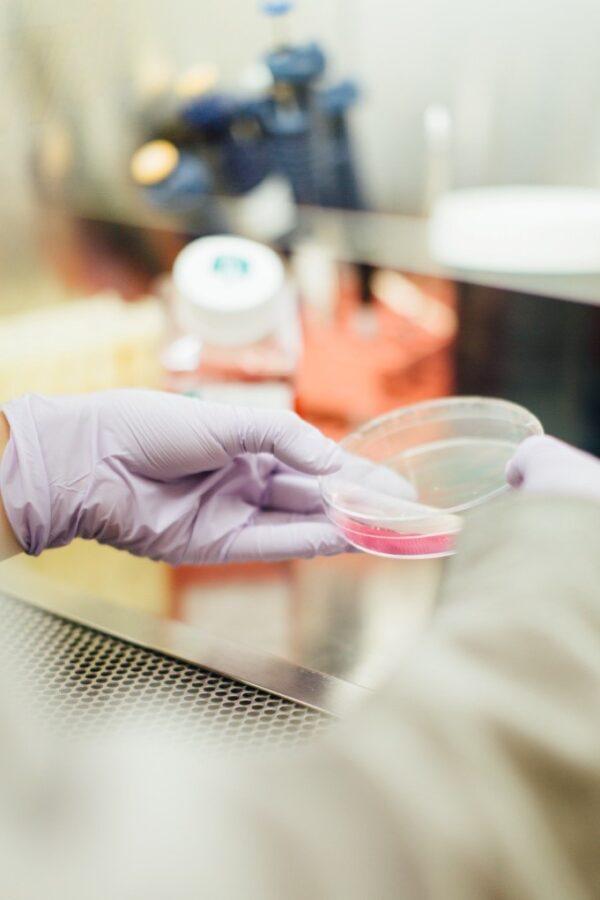 A scientist holds a Petri dish at University of Northern Iowa, Cedar Falls. (Photo by Drew Hays on Unsplash)