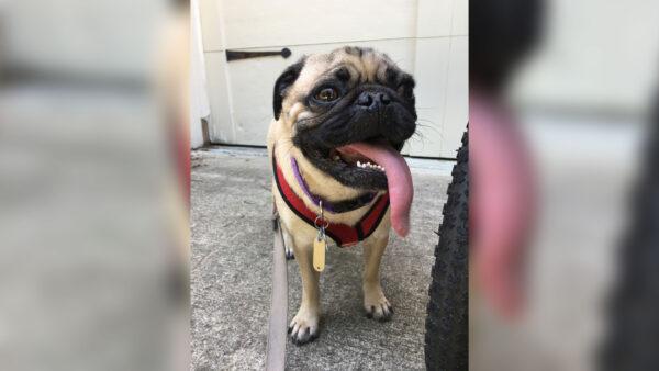 A pug called Winston was reported in April to be the first dog in America to contract the CCP virus, but made a full recovery. (Courtesy of Heather McLean)