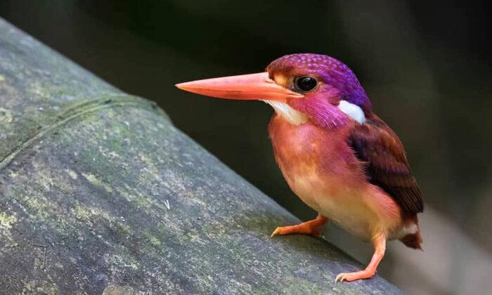Ultra-Rare Magenta-Hued Dwarf Kingfisher Photographed for the Very First Time in Philippines