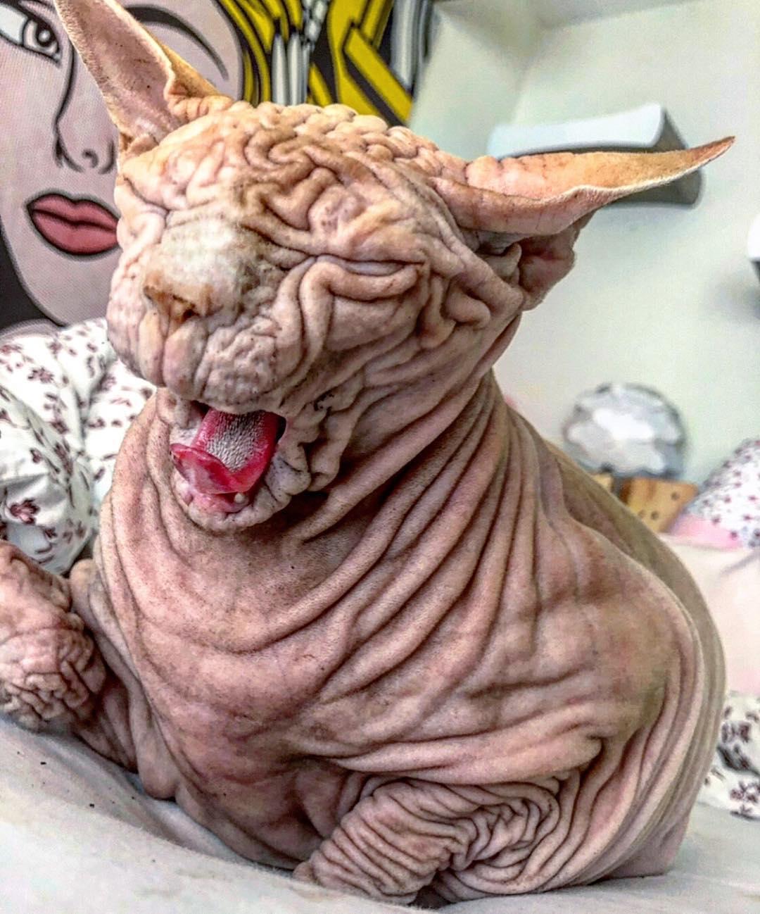 (Courtesy of <a href="https://www.xherdanthenakedcat.com/">Xherdan the naked Cat</a>)