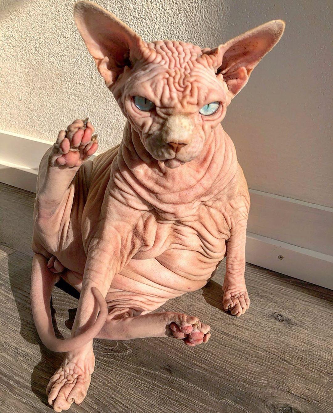 (Courtesy of <a href="https://www.xherdanthenakedcat.com/">Xherdan the naked Cat</a>)