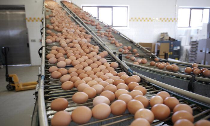 Egg Farmer Faces Disaster: Find a Way to Sell 30,000 Eggs a Day or Euthanize 40,000 Hens