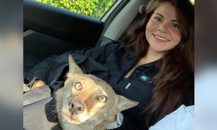 Woman Finds ‘Dog’ Hit by Car and Rescues Him Only to Discover He’s Actually a Coyote