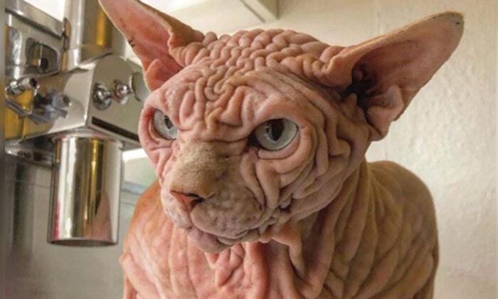 Wrinkly Sphynx Cat Might Look Mean, but His Lovable Personality Is Taking the Internet by Storm