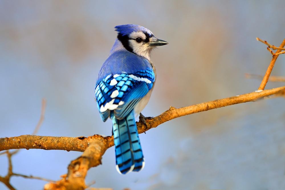 Blue jay. (Von Brian E Kushner/Shutterstock)