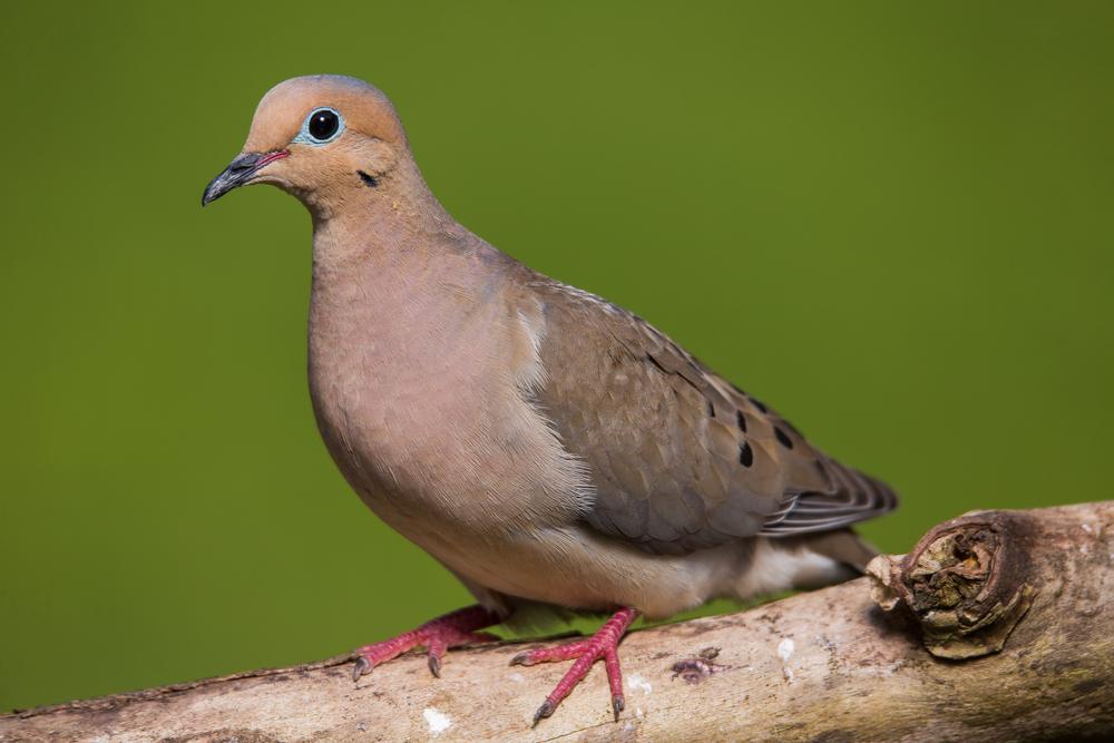 Mourning dove. (Von A.JAREDWELLS007/Shutterstock)