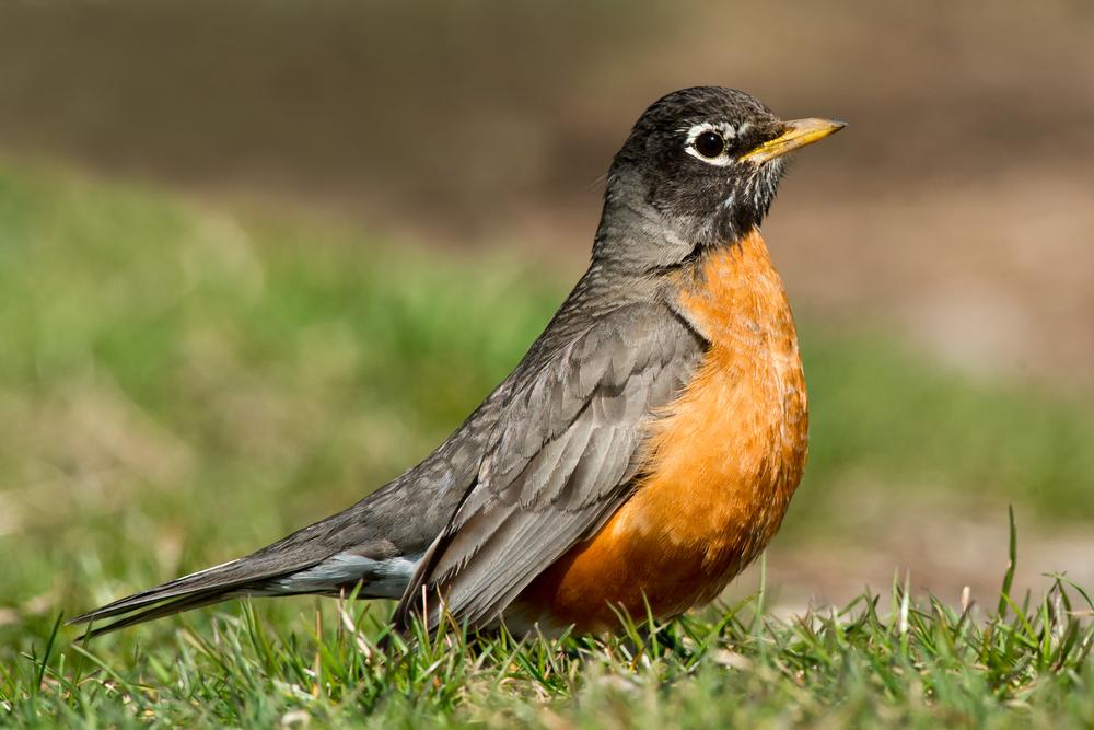 American robin. (Von Paul Reeves Photography/Shutterstock)