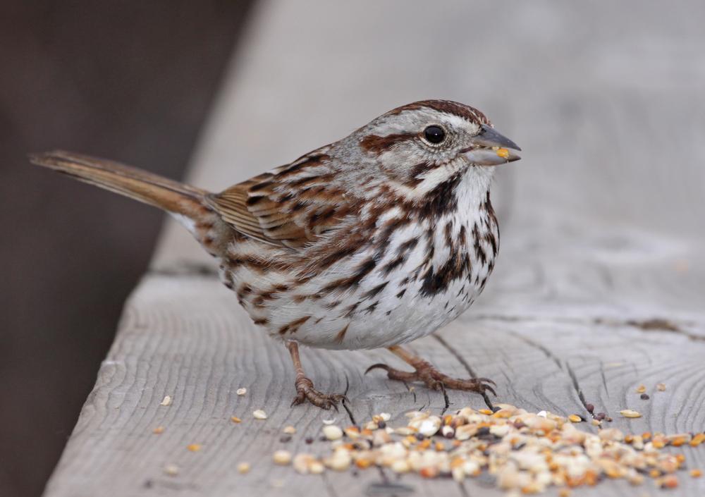 Sparrow. (Von Chris Hill/Shutterstock)