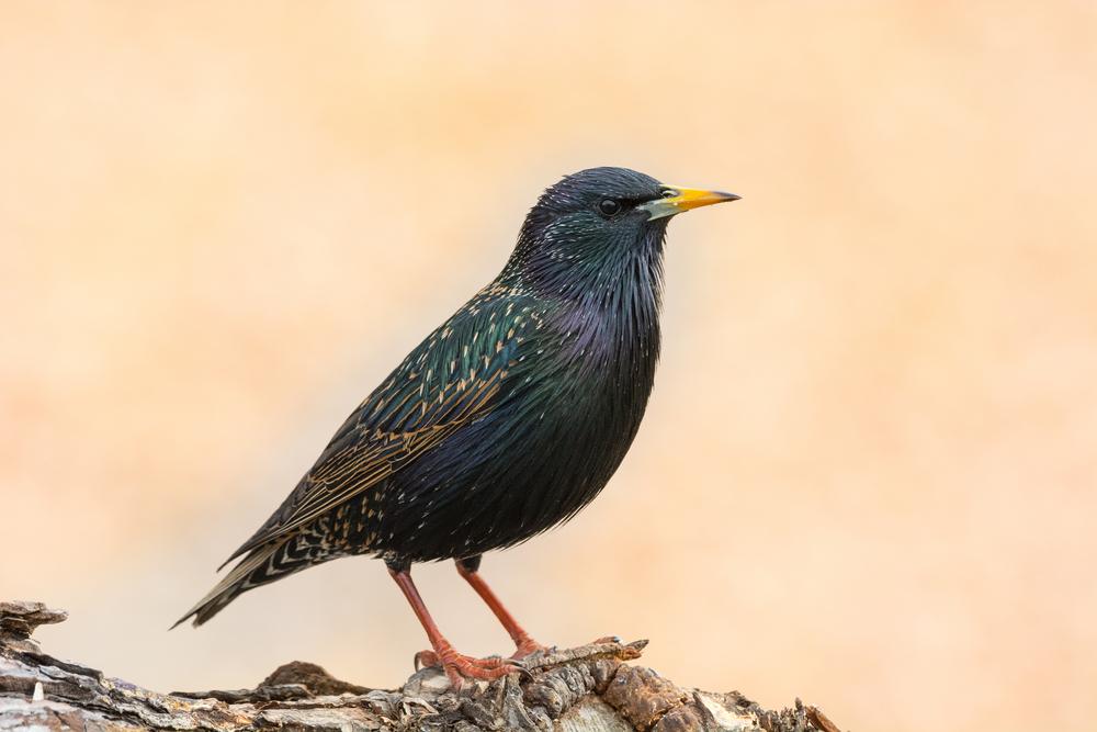 European starling. (Von Sharon Day/Shutterstock)