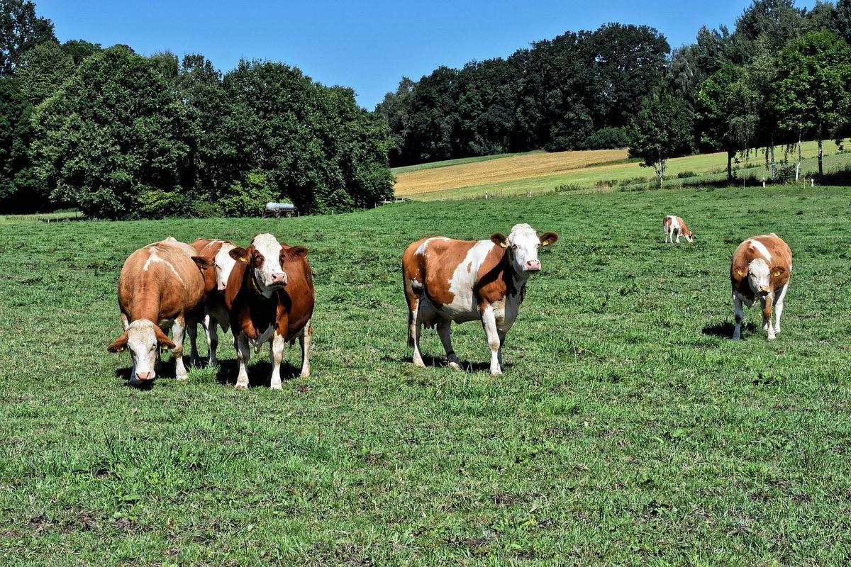 (<a href="https://pixabay.com/photos/cows-pasture-agriculture-animal-4410643/">Alexas_Fotos/Pixabay</a>)