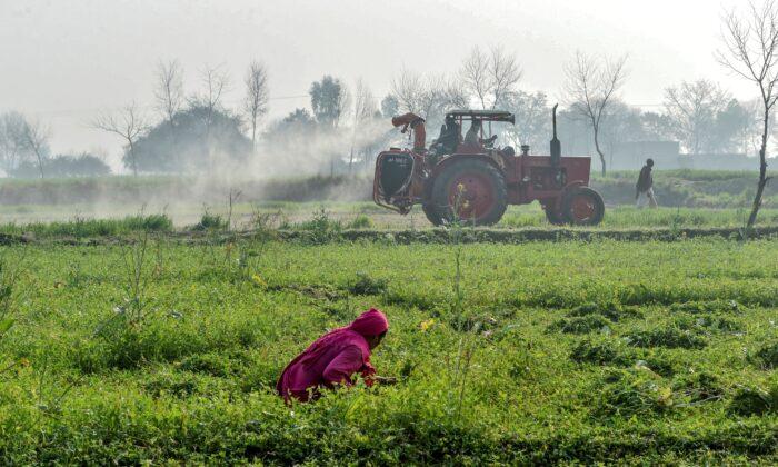 Locust Invasion Wreaks Havoc on Pakistan’s Crops, Orchards