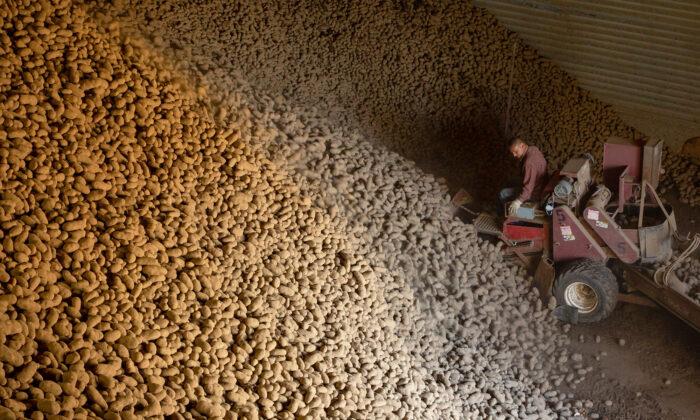 Thousands of Pounds of Idaho Potatoes Rescued From Waste by Volunteers During Lockdown
