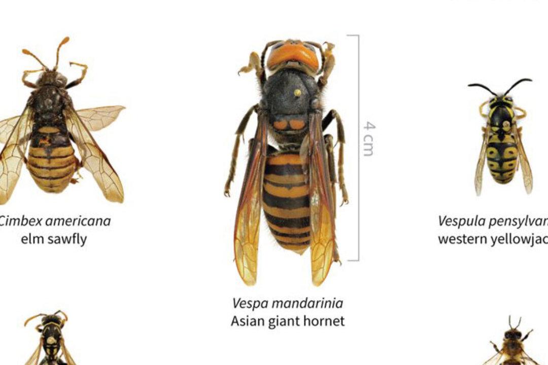 ‘Murder Hornets’ From Asia Spotted in US for First Time