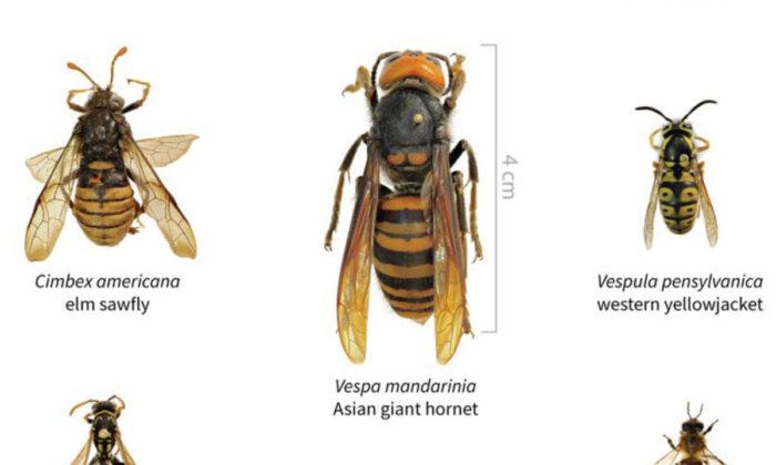 ‘Murder Hornets’ From Asia Spotted in US for First Time