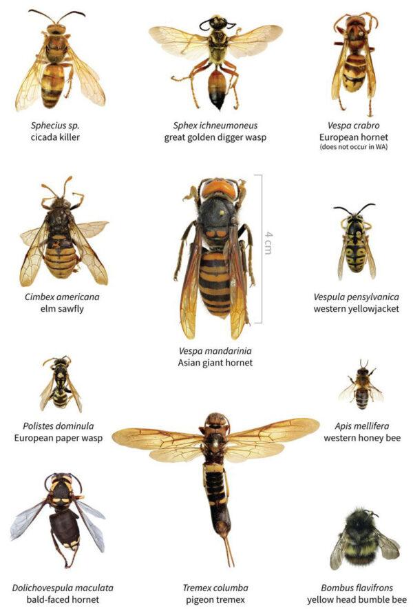 A size comparison of the Asian giant hornet and several other insects. (Courtesy of Washington State Department of Agriculture)