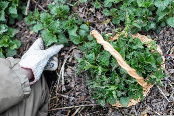 Foraging for nettles, which have a fragrant, almost fishy taste, requires scissors and perhaps gloves. (Lipatova Maryna/Shutterstock)
