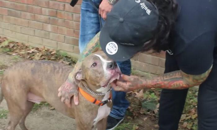 Aggressive Pit Bull Abused by Previous Owner Transforms Into Loving Dog Thanks to Trainers