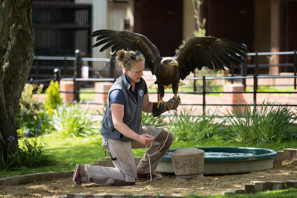 Bird staff member Helen McSweeney Atkins takes a white-tailed sea eagle to an area on the lawn at the ICBP (International Centre for Birds of Prey) in Newent, England. (Dan Kitwood/Getty Images)