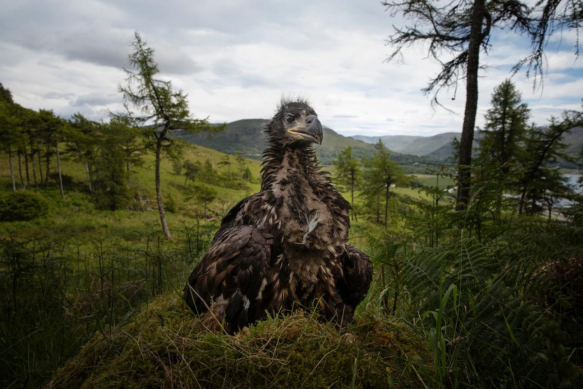 A young white-tailed eagle sits on the ground to be ringed and measured at a remote nest site on the Isle of Mull in Scotland. (Dan Kitwood/Getty Images)