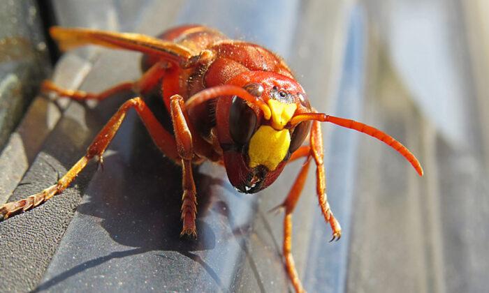 Experts Rush to Exterminate Asian ‘Murder Hornets’ Discovered in US for First Time to Save Honey Bees