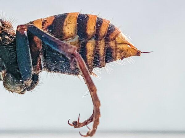The stinger of a dead Asian giant hornet is photographed in a lab in Olympia, Wash., on Dec. 30, 2019. (Karla Salp/Washington State Department of Agriculture/AP)
