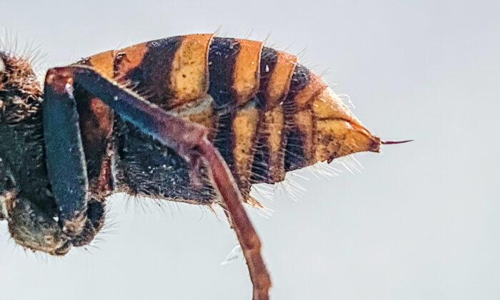 Gypsy Moths Appear in Washington State Following ‘Murder Hornets’ Sighting