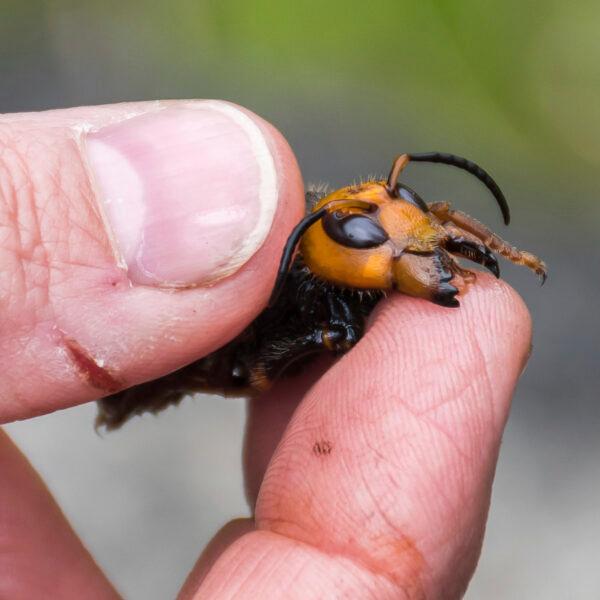 A researcher holds a dead Asian giant hornet in Blaine, Wash., on April 23, 2020. (Karla Salp/Washington State Department of Agriculture/AP)