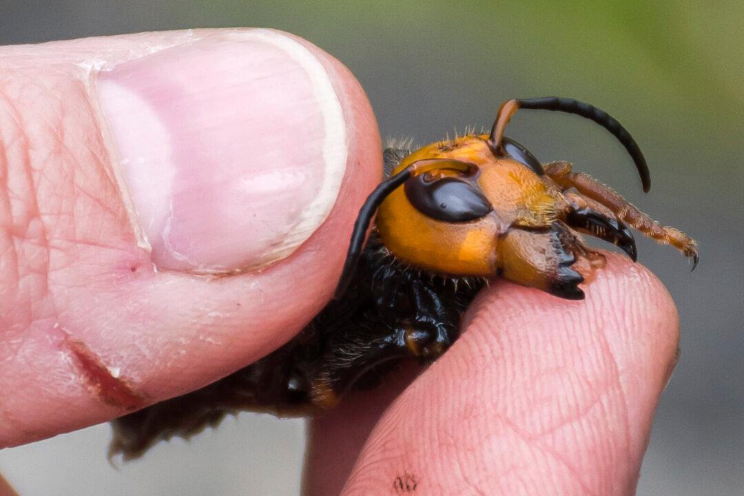 Spanish Man Dies After Being Stung by ‘Murder Hornet’