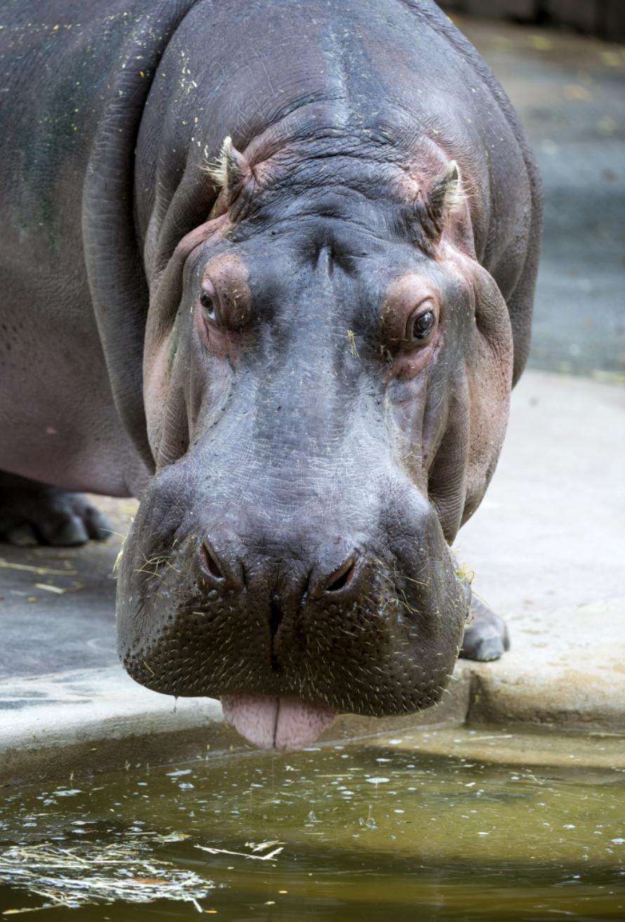 Brutus takes a sip of water in Adelaide Zoo. (Andrian Mann)