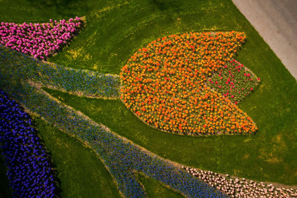 These were planted in the shape of a tulip flower. (Courtesy of <a href="https://www.albertdros.com/">Albert Dros</a>)
