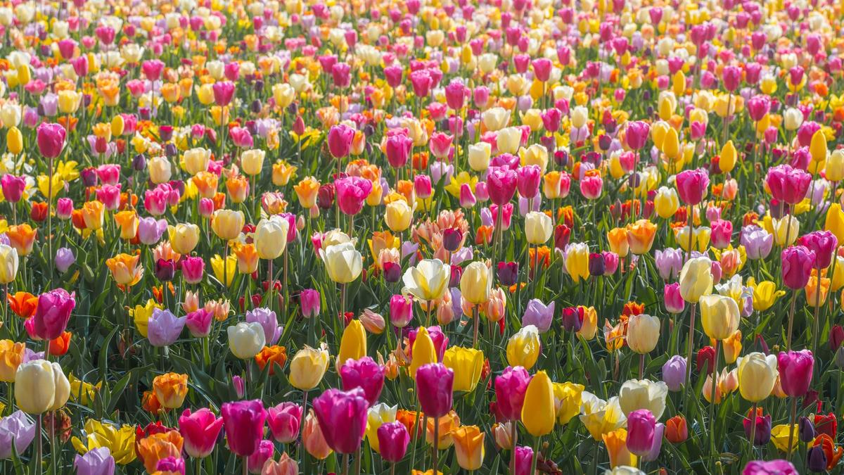 Endless seas of different-colored tulips. (Courtesy of <a href="https://www.albertdros.com/">Albert Dros</a>)