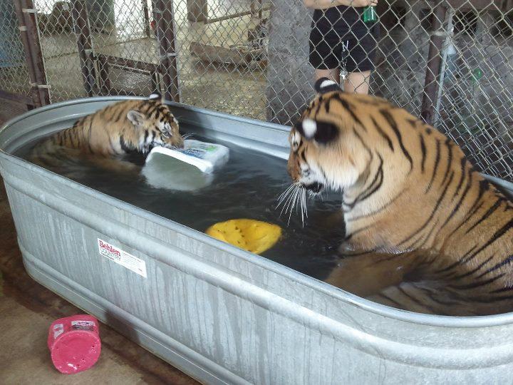 Aasha and her mate Smuggler enjoying a bath (Courtesy of <a href="https://www.facebook.com/insyncexotics/photos/a.114341451912084/255057931173768/?type=3&theater">In-Sync Exotics Wildlife Rescue and Educational Center</a>)