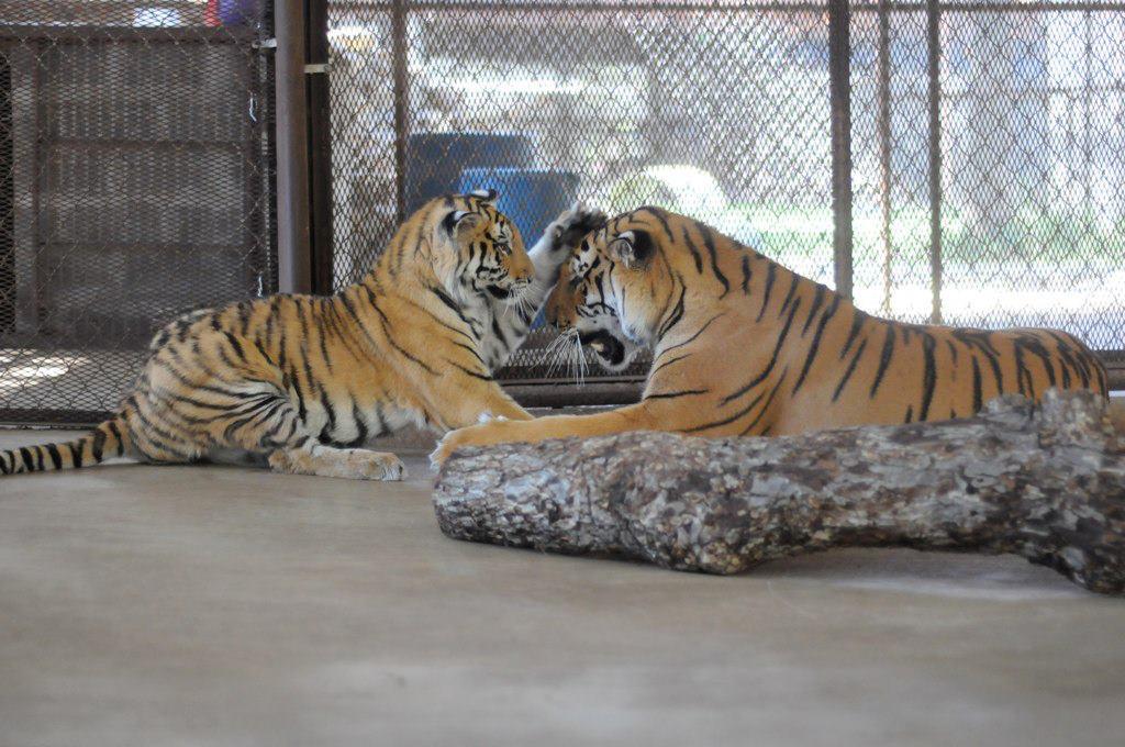 Aasha and Smuggler enjoying each other's company (Courtesy of <a href="https://www.facebook.com/insyncexotics/photos/a.114341451912084/260387390640822/?type=3&theater">In-Sync Exotics Wildlife Rescue and Educational Center</a>)