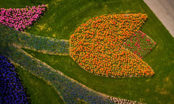 Photographer Captures Images of the World’s Most Beautiful Flower Garden With No Visitors