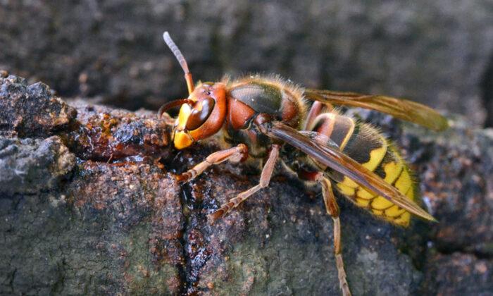 Videos of Giant Asian ‘Murder Hornets’ Demonstrate the Terrifying Effects of Their Sting
