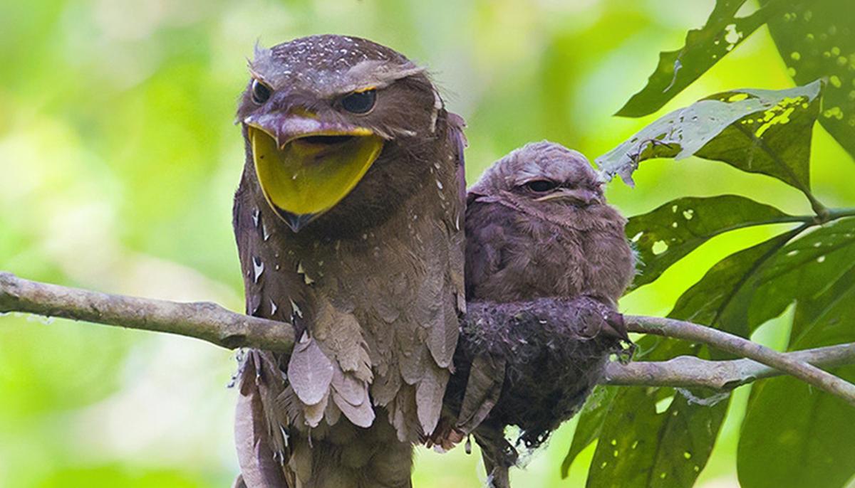 Meet the Frogmouth, One of Nature’s Most Elusive and Fascinating Birds