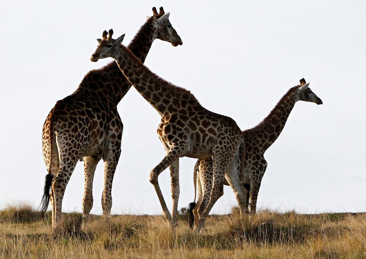 Giraffes graze at Botlierskop Day Safaris, near Mossel Bay in this file photo. (REUTERS/Toru Hanai/File Photo)