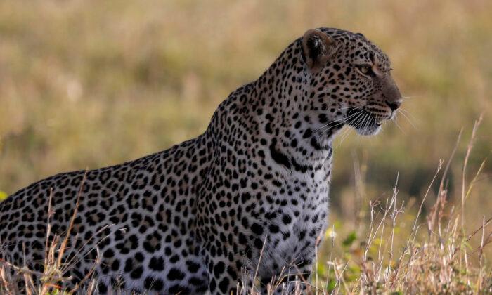 South Africa ‘Virtual Safaris’ Liven Up Lockdown With Jackals and Leopard Cubs