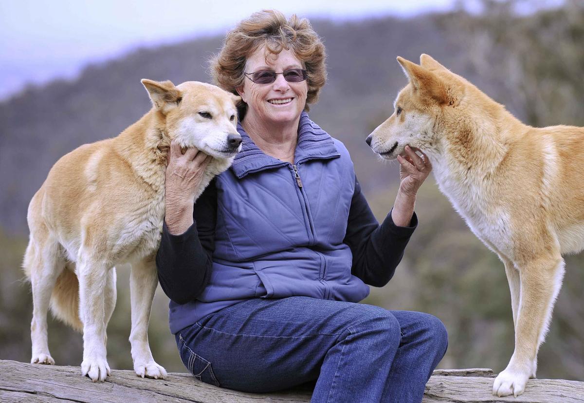 Lyn Watson sits with two dingoes at her Dingo Discovery and Research Centre at the Toolern Vale in rural Victoria. (WILLIAM WEST/AFP via Getty Images)