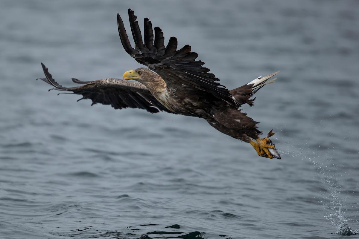 A white-tailed eagle, also known as a sea eagle, comes in to catch a fish thrown overboard from a wildlife-viewing boat on the Isle of Mull, Scotland. (Dan Kitwood/Getty Images)