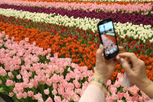 A visitor snaps a photo of tulips in the Holland display at the 2018 International Green Week (Internationale Gruene Woche) agricultural trade fair in Berlin, Germany, on Jan. 19, 2018. (Photo by Sean Gallup/Getty Images)
