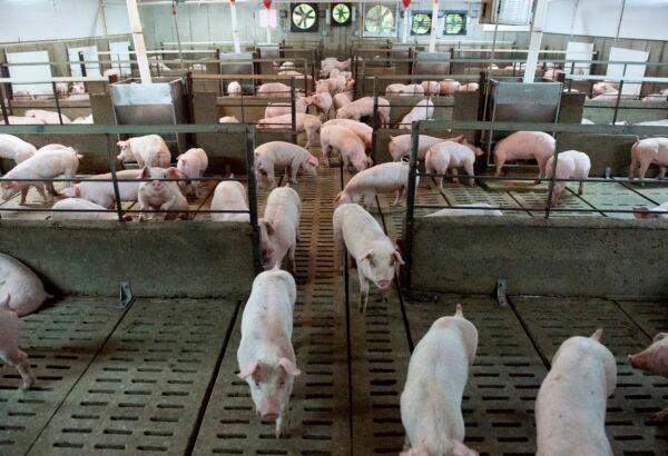 Pigs are seen at the Meloporc farm in Saint-Thomas de Joliette, Quebec, Canada, on June 26, 2019. (Sebastien St-Jean/AFP via Getty Images)
