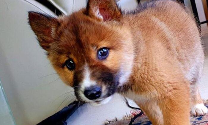 Rare Endangered Dingo Puppy Dropped by Eagle Into Lady’s Backyard in Australia