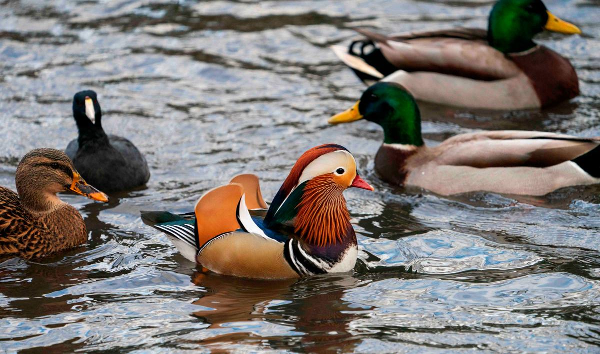 The now-famous Mandarin duck, native to China and Japan, makes an appearance amongst other ducks on Nov. 27, 2018. (DON EMMERT/AFP via Getty Images)