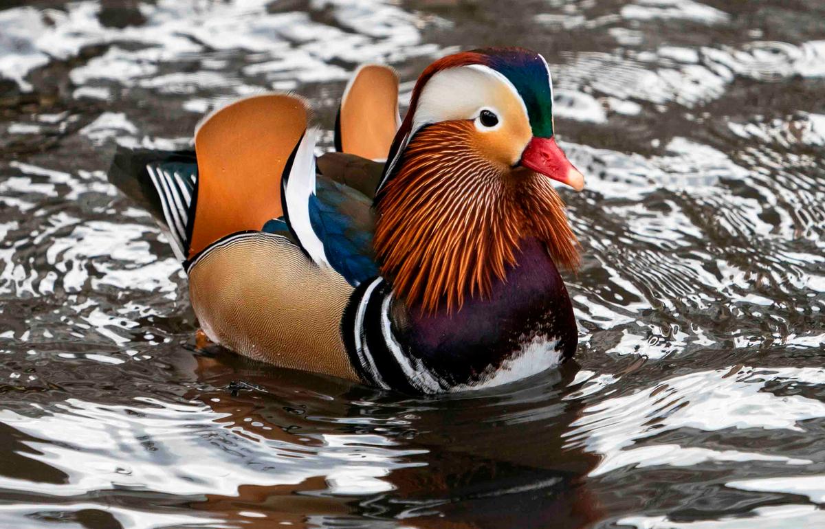 The now-famous Mandarin duck, nicknamed Mandarin Patinkin, makes an appearance on Nov. 27, 2018, at a pond in Central Park in New York. (DON EMMERT/AFP via Getty Images)