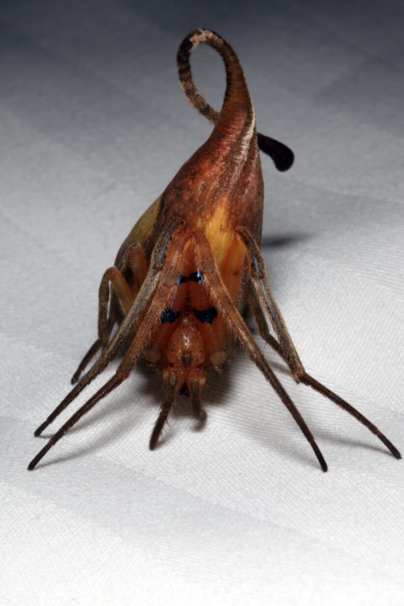 This adult female leaf-mimicking spider, found in southwestern China, is the first spider ever discovered that successfully mimics a leaf (Courtesy of <a href="https://www.facebook.com/matjaz.kuntner">Matjaz Kuntner</a>)