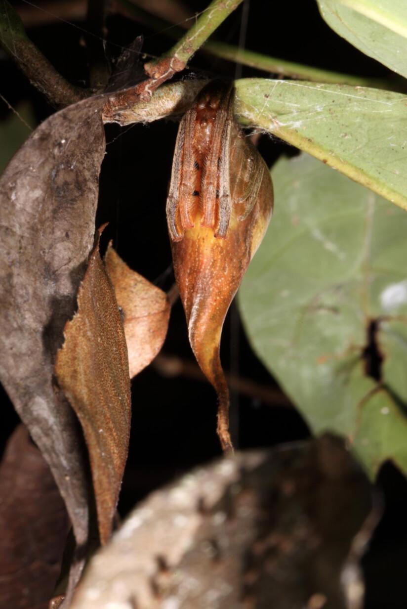 The leaf-mimicking spider hiding out among leaves in the rainforest; scientists suspect it is a brand-new species (Courtesy of <a href="https://www.facebook.com/matjaz.kuntner">Matjaz Kuntner</a>)