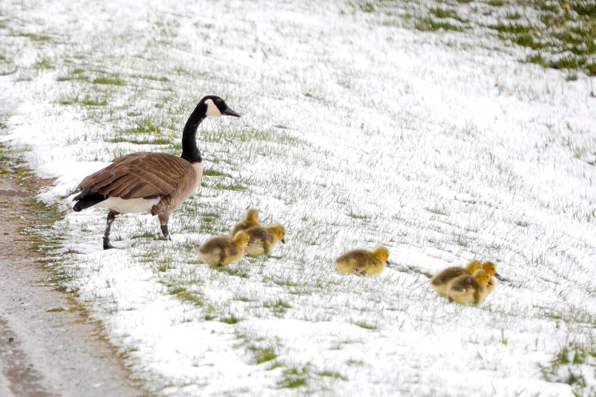 A family of Canada geese brave a snowy slope in Lanesborough, Mass., the morning after an unseasonably cold and snowy night on May 9, 2020. (Stephanie Zollshan/The Berkshire Eagle via AP)