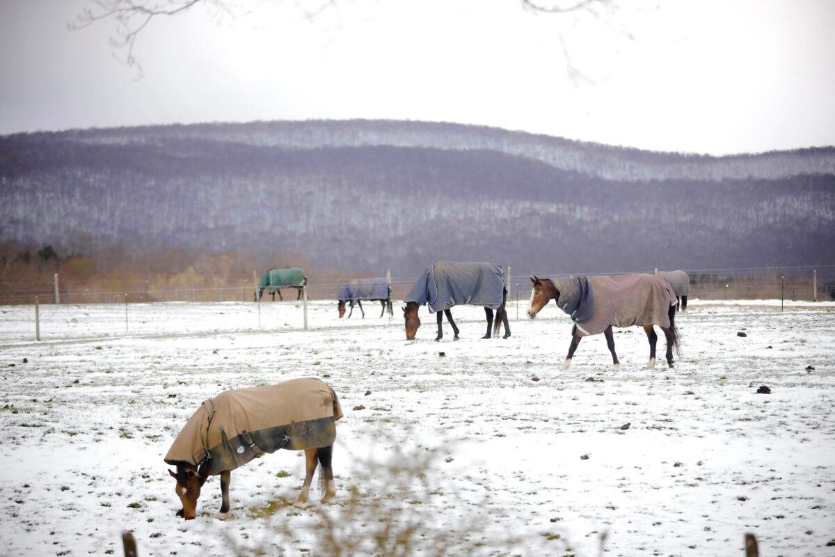 At Wedgewood Stables in Lanesborough, Mass., horses graze the pasture with their coats on after an unseasonably cold and snowy night on May 9, 2020. (Stephanie Zollshan/The Berkshire Eagle via AP)