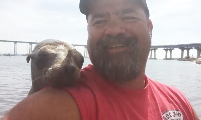Kayaker Surprised When Adorable Baby Seal Climbs Aboard and Cuddles as He Takes Selfies and Videos